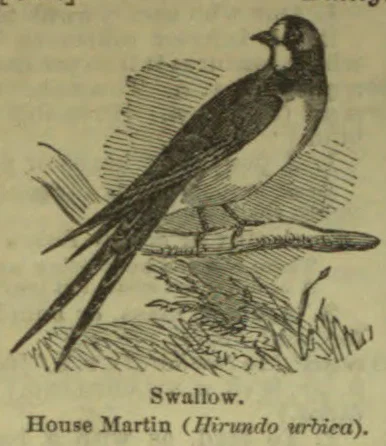 An illustration of a swallow perched on a branch above foliage.