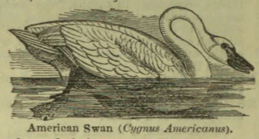 An American swan floats on the water with its neck curved and head lowered.