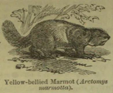 A marmot crouches on the ground beneath a leafy branch.