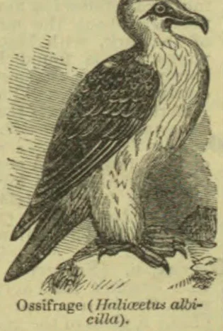 An illustrated bird of prey stands upright, with dark wings and a pale breast.