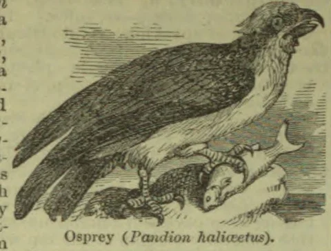 An osprey holds a fish in its talons.