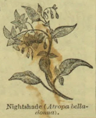 A botanical illustration of a nightshade plant with leaves, flowers, and hanging berries.