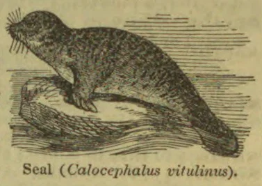 An engraved seal rests on a rocky shore.