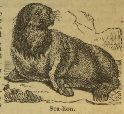 An engraved sea lion sits upright on the ground, with its head raised and whiskers extended.