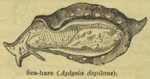 An engraved illustration of a sea hare shown in profile.