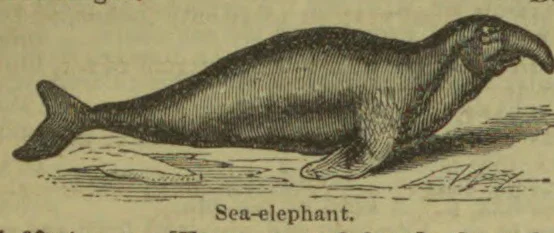 An elephant seal lies on the ground, facing right.