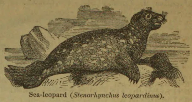 An illustrated sea leopard lies on the shore beside the water, with an iceberg in the background.