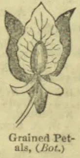 A botanical diagram of a flower showing its petals and internal parts.