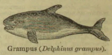 An engraving of a grampus, or dolphin, shown in profile.