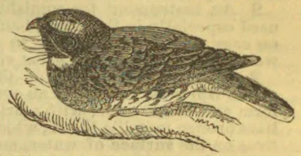 An engraved bird with patterned plumage is perched on a branch.