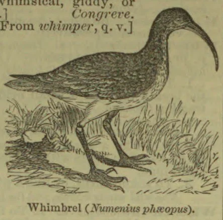A whimbrel stands among grasses beside a patch of water.