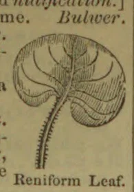 A drawing of a kidney-shaped leaf with a long, curved stem.