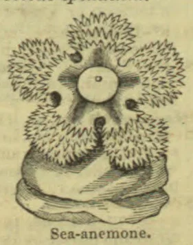 An illustration of a sea anemone attached to a rounded base.