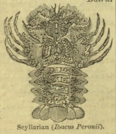 An engraving of a scyllarian crustacean viewed from above, with its broad flattened body and long antennae visible.