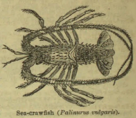An engraved illustration of a sea-crawfish viewed from above, showing its segmented body, legs, and long curved antennae.