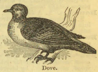 A dove standing on the ground, with reeds behind it.