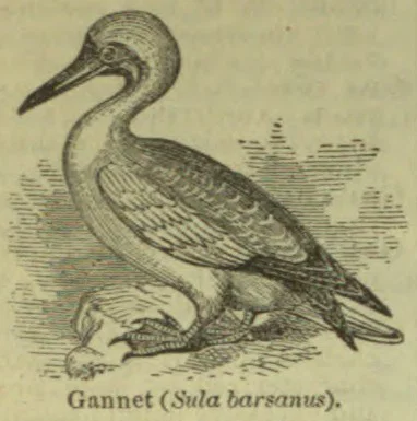 An engraving of a gannet standing beside the water.