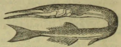 An elongated, eel-like fish with a curved body and several fins.