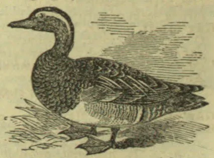 An engraved waterfowl with a long curved neck stands among reeds and grass.