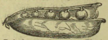 A long, shallow boat-shaped vessel with several rounded objects arranged along its upper edge.