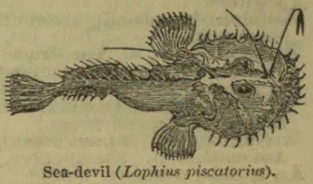 An illustration of a sea-devil fish, shown from the side with a broad, spiny head and fan-shaped fins.