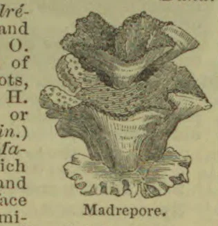 An illustration of a branching, cup-shaped coral attached to a base.