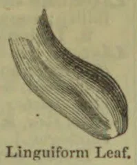 A long, curved leaf with parallel veins.
