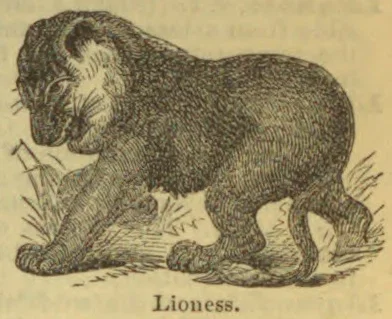 An engraved illustration of a lioness crouching among grasses.