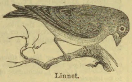An illustration of a linnet perched on a branch.