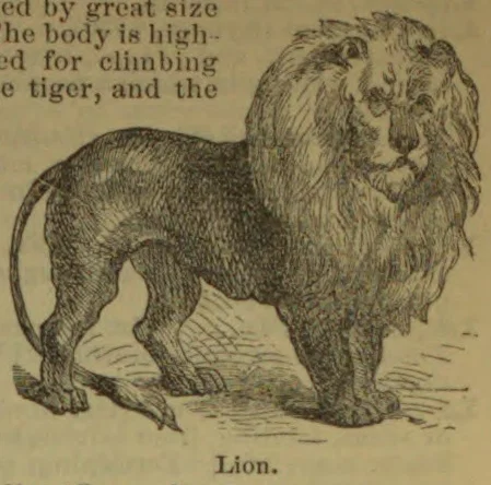 An engraved illustration of a standing lion with a large mane.