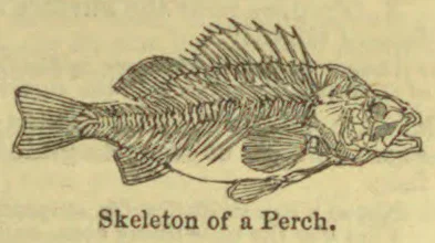 An illustration of the skeleton of a perch.