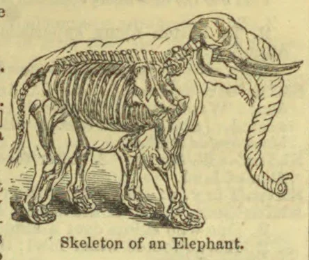 An anatomical illustration of an elephant with its skeleton visible.