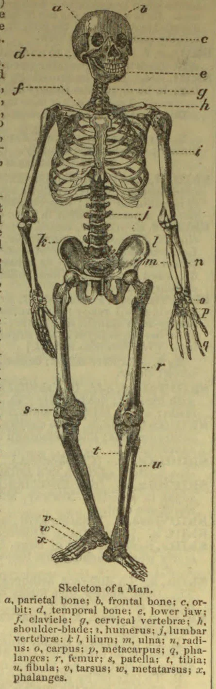 A labeled anatomical illustration of a human skeleton, viewed from the front.