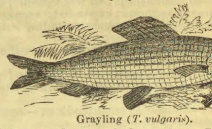 An engraved illustration of a grayling fish.