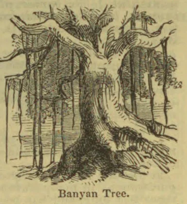 An illustration of a large banyan tree with aerial roots hanging from its branches.