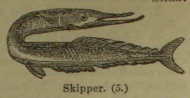 An elongated fish with a long pointed snout and a forked tail.