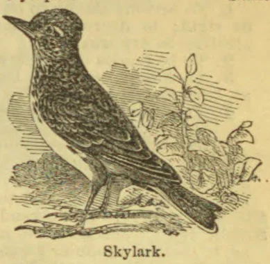 An engraved illustration of a skylark perched on a branch among leaves.