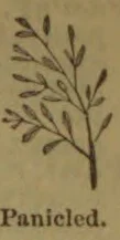 A botanical illustration of a branching stem bearing clusters of leaves and small flowers or seed pods.