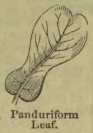 An illustration of a panduriform leaf with a narrow middle and broader ends.