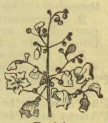 A botanical drawing of a slender plant with branching stems, leaves, and clustered flowers or seed pods.