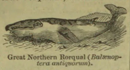 An engraved illustration of a whale swimming through the water.
