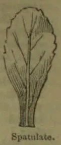 A botanical drawing of a spatulate leaf with a narrow base and broad rounded tip.