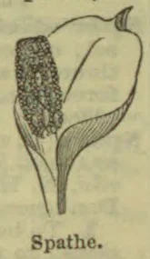 A botanical illustration of a spathe, showing a leafy sheath surrounding a flower spike.