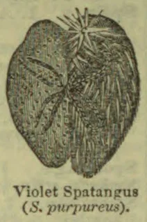 An illustration of a violet spatangus, a heart-shaped sea urchin.