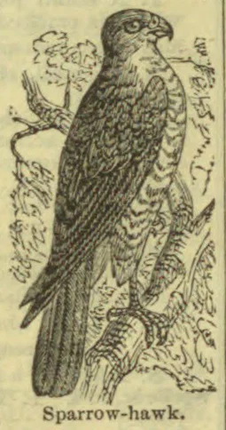 An illustration of a sparrow-hawk perched on a branch.