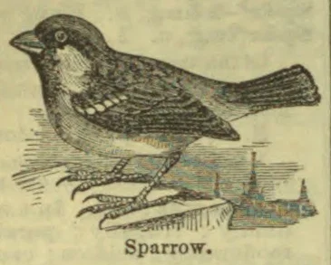 An engraved illustration of a sparrow perched on a branch.