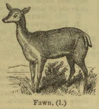 An engraved illustration of a fawn standing in grass.