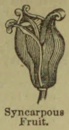 A botanical illustration of a syncarpous fruit with several fused segments and a short stem.