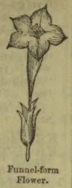 A botanical drawing of a funnel-form flower on a long stem with leaves at its base.