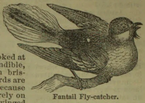 An engraved illustration of a fantail fly-catcher perched on a branch with its beak open and tail feathers fanned.